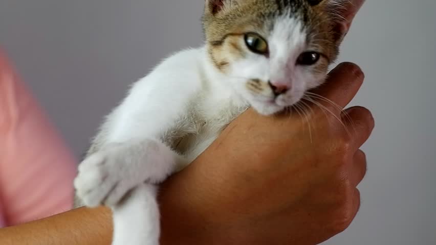 Cute Small Kitten Being Gently Held by Human Hands