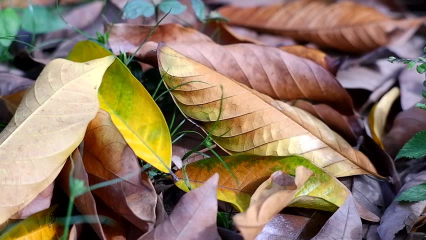 Close Up of Dry and Yellow Fallen Leaves on Forest Floor – Natural Background Video