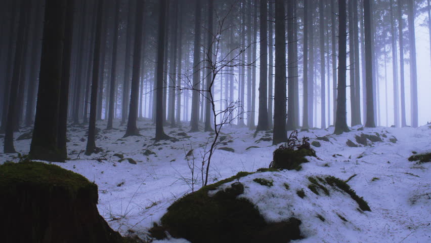Static cinematic shot of a snowy pine forest covered in light fog with mossy rocks in the foreground. Cold Nordic winter woodland landscape with soft natural light and tranquil atmosphere.