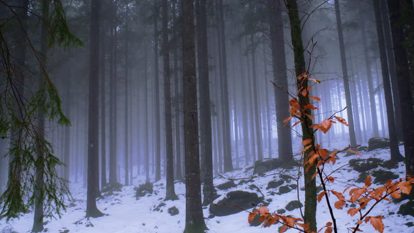 Static cinematic shot of a snowy pine forest covered in light mist with orange autumn leaves in the foreground. Cold Nordic winter woodland landscape with soft natural light and atmospheric depth.