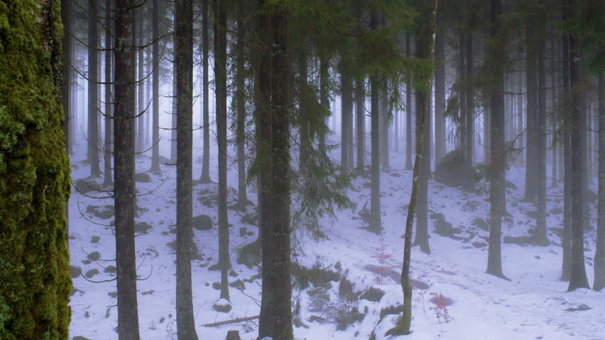 Static cinematic shot of a snowy pine forest with light mist between tall tree trunks. Cold Nordic winter woodland landscape with soft natural light and tranquil atmosphere.