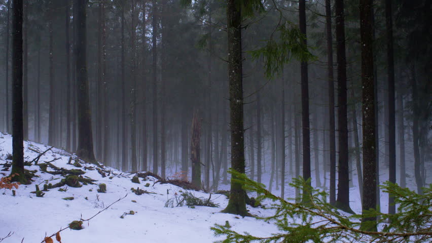 Static cinematic shot of a snowy pine forest covered in light fog. Atmospheric winter woodland landscape with cold natural light and tranquil Nordic mood.