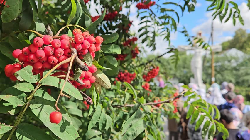 Group of people are standing worship crucifixion of Christ in front of a tree with red berries. The tree is surrounded by a fence