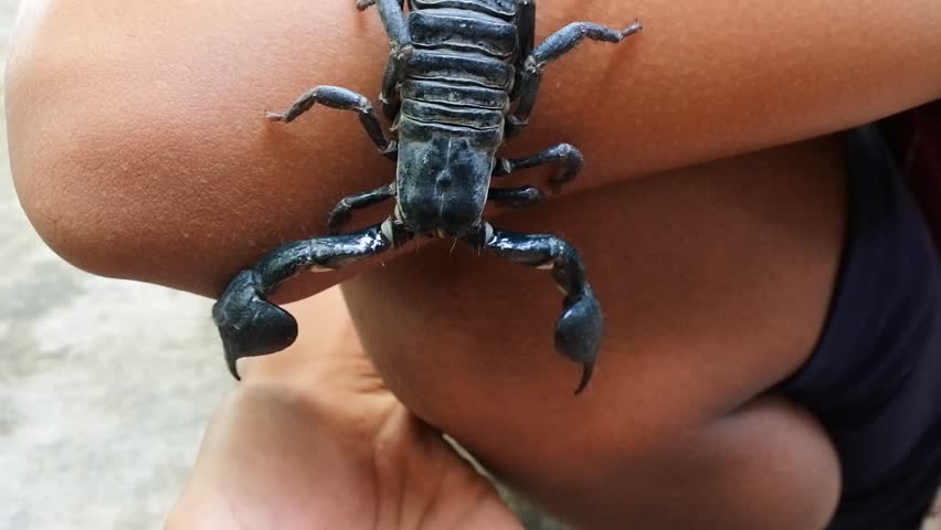 The species from North Africa and the Middle East is one of the most dangerous scorpions. Very venomous black scorpion, Androctonus australis above the floor