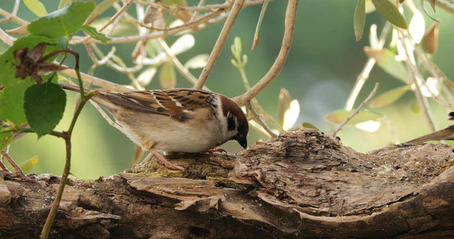Eurasian Tree Sparrows (Passer montanus ) and House sparrow (Passer domesticus)  feeding  on a piece of wood.