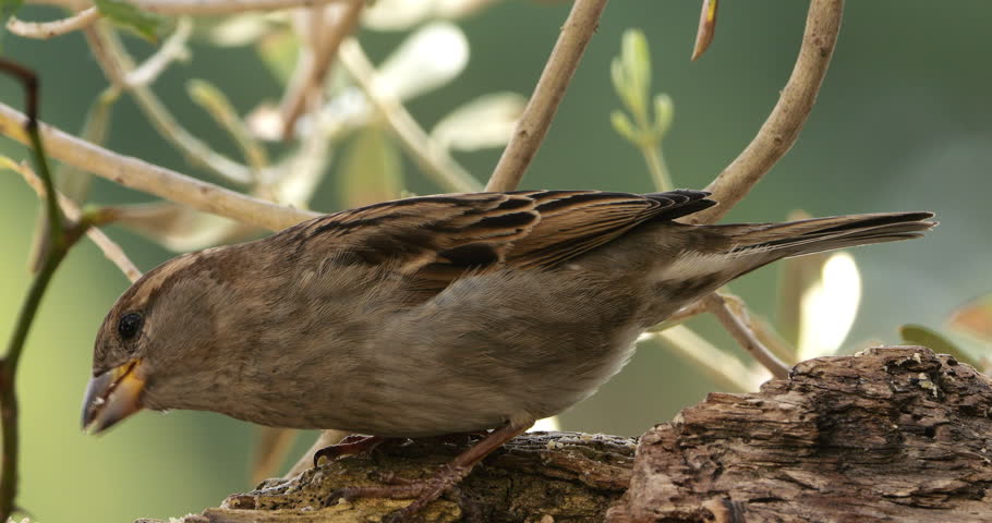 Eurasian Tree Sparrow (Passer montanus ) and House sparrow (Passer domesticus)  feeding  on a piece of wood.
