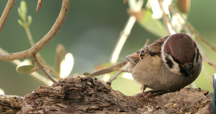 Eurasian Tree Sparrow (Passer montanus ) and House sparrow (Passer domesticus)  feeding  on a piece of wood.