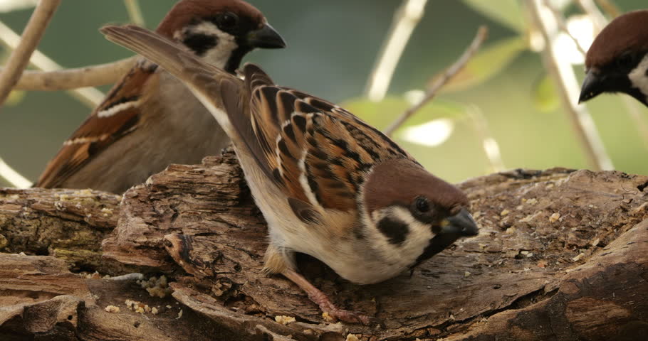 Group of Eurasian Tree Sparrows (Passer montanus ) feeding on a piece of wood.