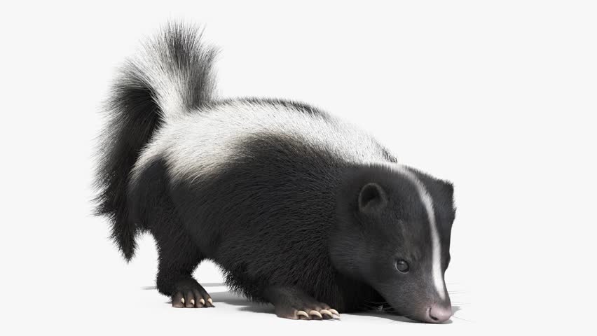 Wild skunk eating on the ground, showing natural foraging behavior and steady body movement in a natural setting. Authentic wildlife footage suitable for nature documentaries, animal behavior studies, and outdoor themes.


