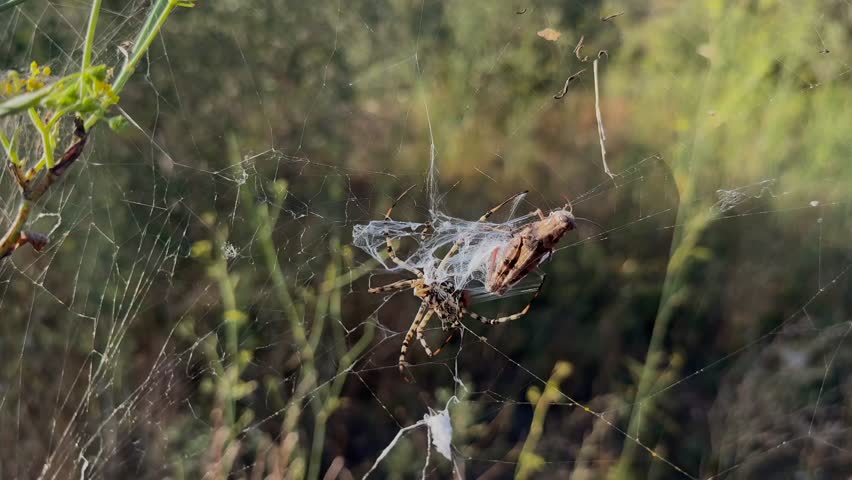 Close-up view of a mediterranean tiger spider wrapping a helpless grasshopper with its silk web trapped in its silk web. slow motion shot.