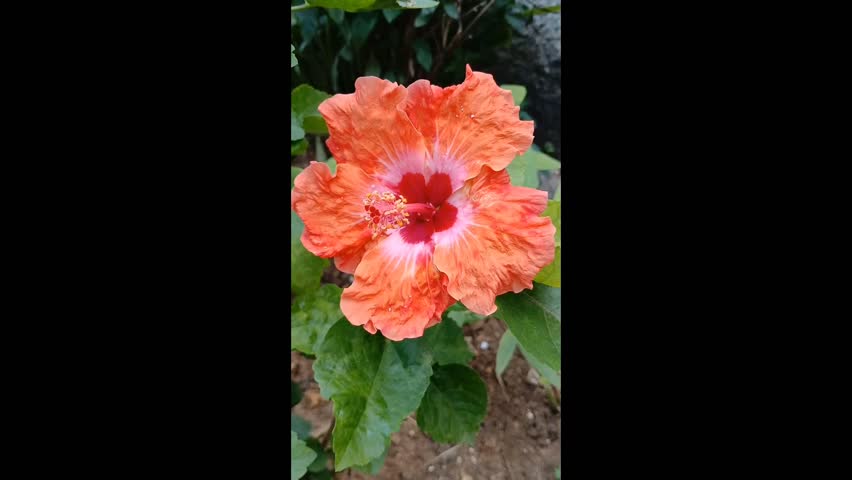 Vibrant orange hibiscus flowers in full bloom with green leaves in bright sunlight.