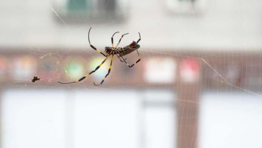 Joro Banana Spider weaving web