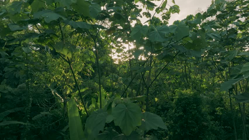 Aerial shot of Amazon forest with sunrise in the background.
