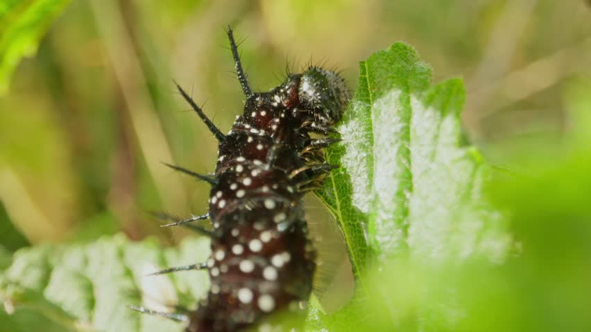 Larva feeding upright on nettle leaf, body lit by sun against soft greens
