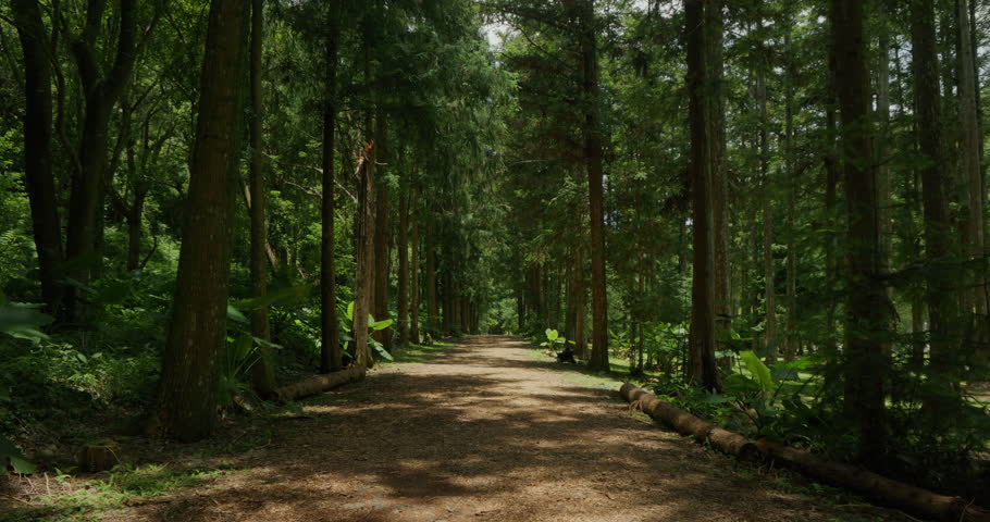 Fir Forest Path: A quiet path through towering trees where sunlight filters through.