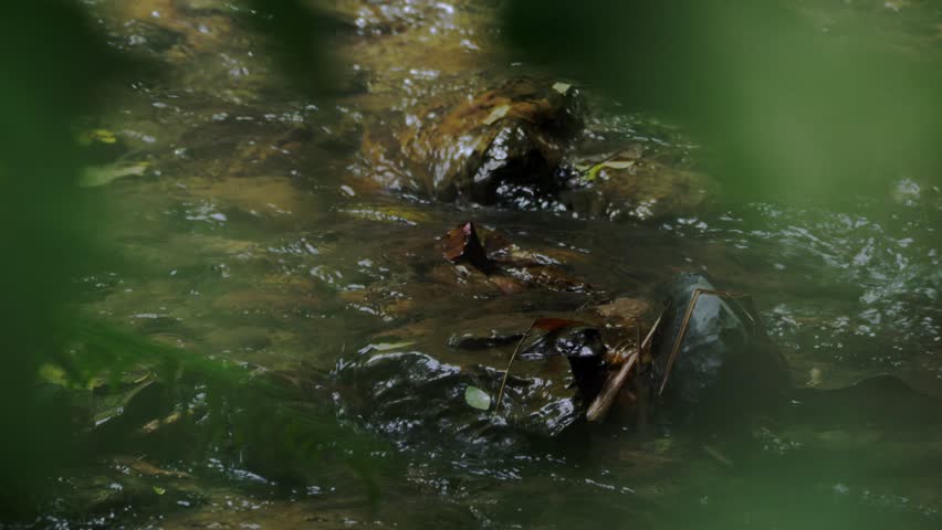 Wet dry leaves are stuck on rocks in a small and slow torrent in the forest, with blurry tree leaves in the foreground.