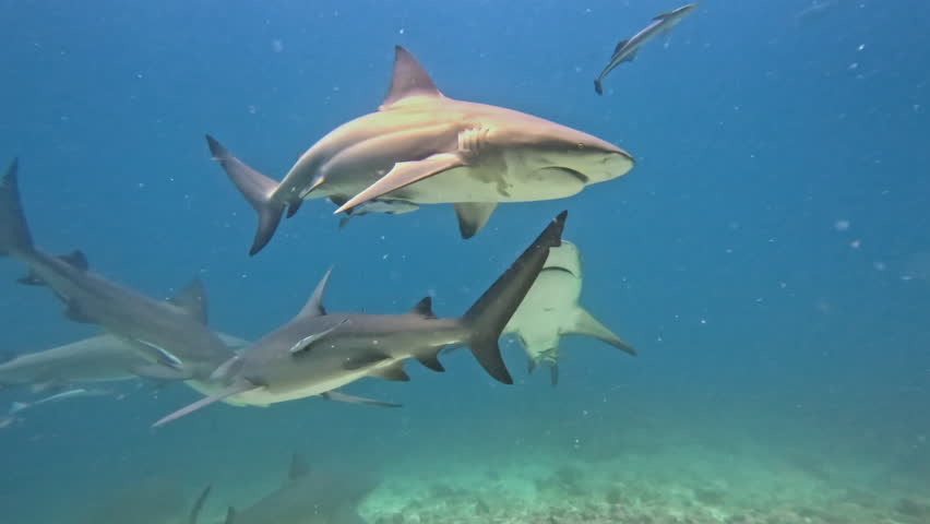 Bull sharks and reef sharks confidently swimming together near the ocean floor, showcasing their predatory nature and powerful presence within the vibrant underwater ecosystem of the South Pacific