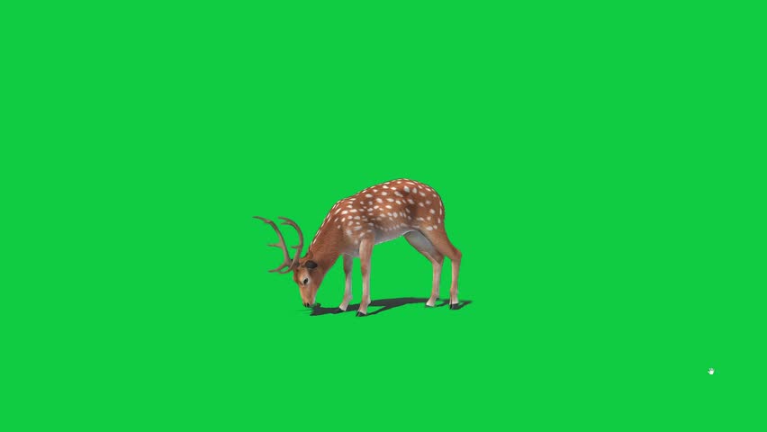 Deer walking running eating stay died Green Screen natural 3D Animation 4k Wildlife Stock Video for VFX game visual effect