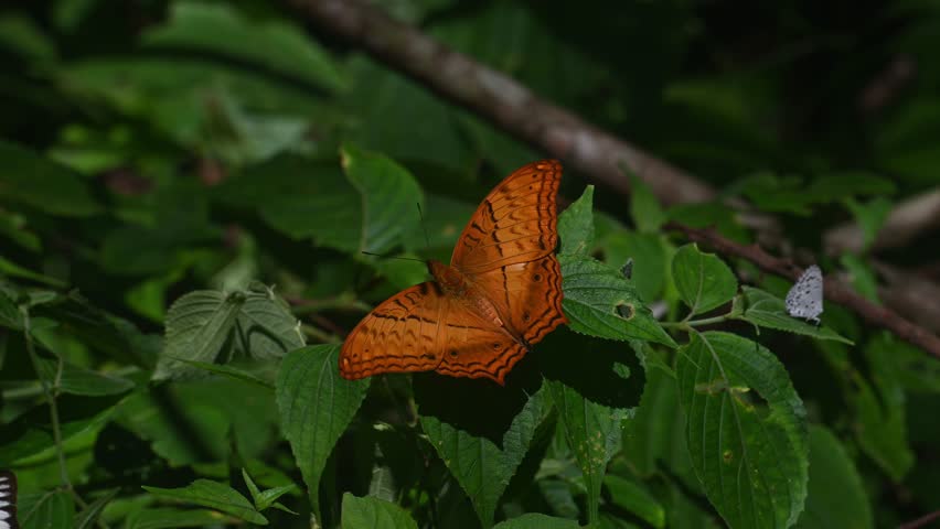 Seen on a leaf and then a another one arrives and take offs while other butterflies fly around; Thai Cruiser, Vindula erota, Kaeng Krachan National Park, UNESCO World Heritage, Thailand.