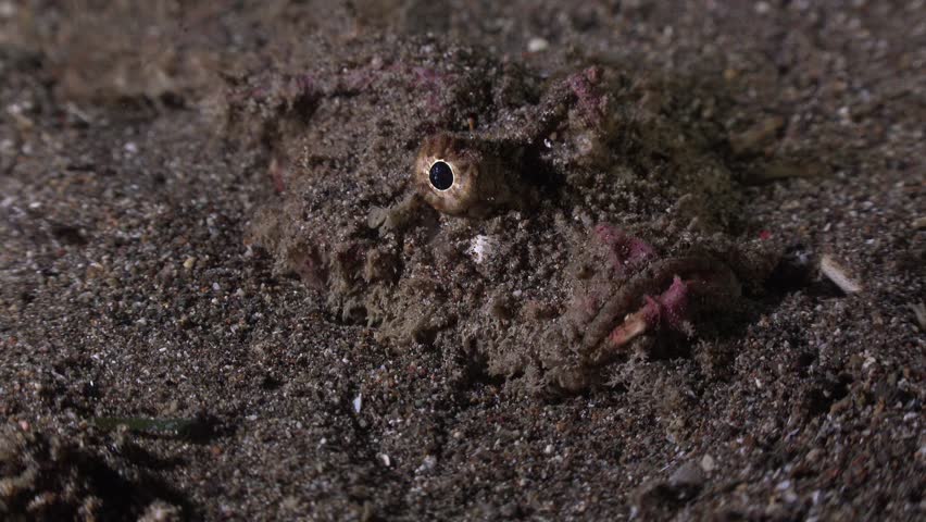 Indian Walkman (Inimicus didactylus) close up shot buried in volcanic sand