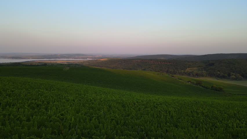 Aerial rising view of a vineyard and surrounding hills with a dam in the background.