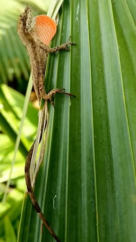 A vibrant close-up shot of a male Brown Anole (Anolis sagrei) perched vertically on a bright green textured palm frond. The lizard is captured mid-display, extending its striking orange and red dewlap (throat fan) to signal territory or attract a mate. The natural sunlight highlights the intricate scales of the reptile and the linear patterns of the tropical leaf.