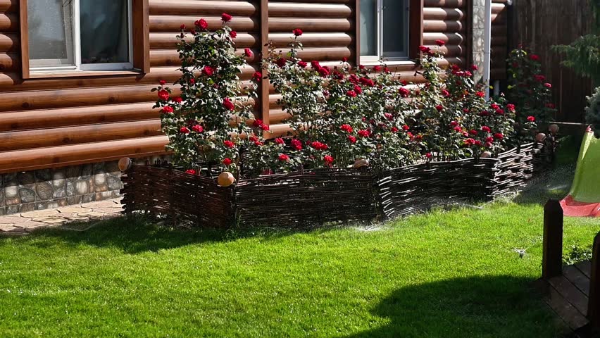 Sprinkler system watering grass near wooden house, green lawn and vibrant flowers around, sunlight creating reflections, outdoor home garden scene. Water droplets from sprinkler lush herb.