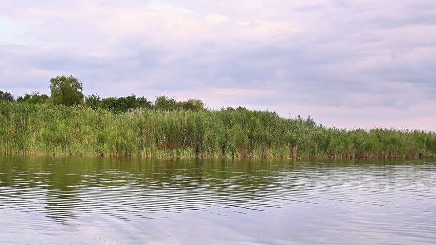 peaceful water scene with tall reeds growing along the shore. The calm pond reflects the plants and sky, creating a serene and natural atmosphere. tranquil lake