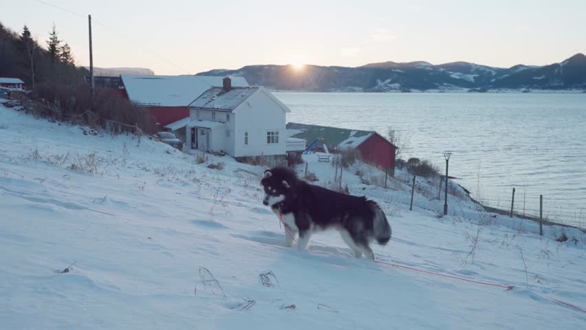Siberian Husky Playing in the Snowy Banks of a Lake in Indre Fosen Trondelag Norway - Fixed Full Shot 