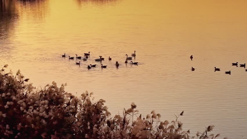 Aerial photography of migratory birds in Dongting Lake, yueyang
 City, Hunan Province