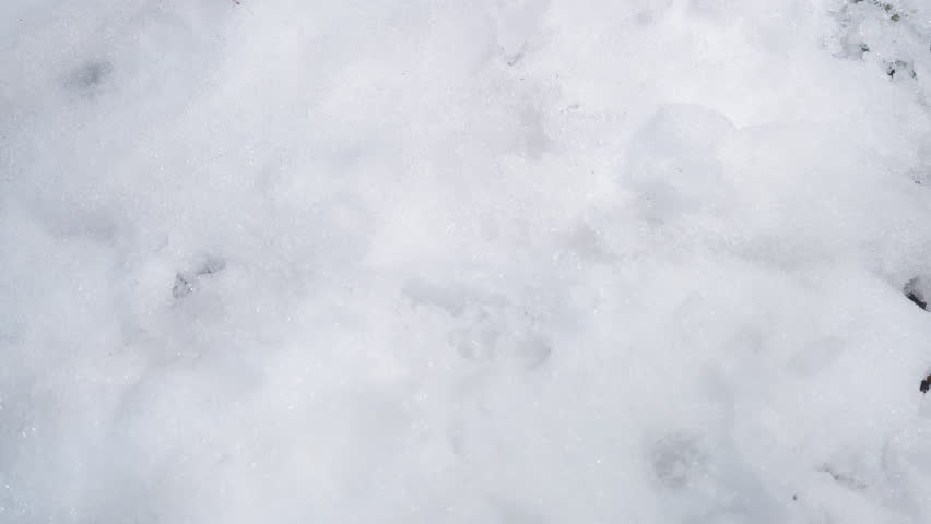 Close-up of snow melting, revealing plants in the forest, macro time lapse of nature
