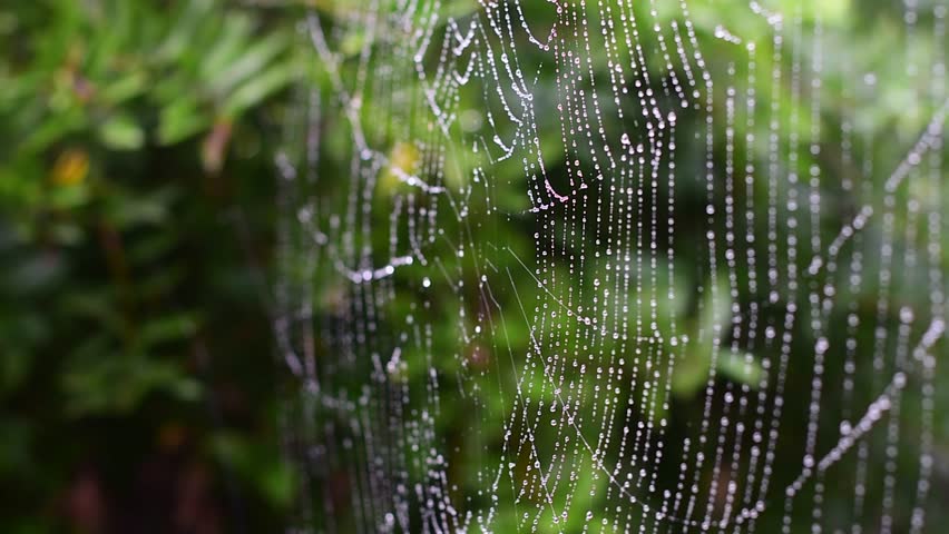 High quality close up of a rain beaded spiders web, fluttering in the breeze, with shallow depth of field and a curtain of lush greenery in the background