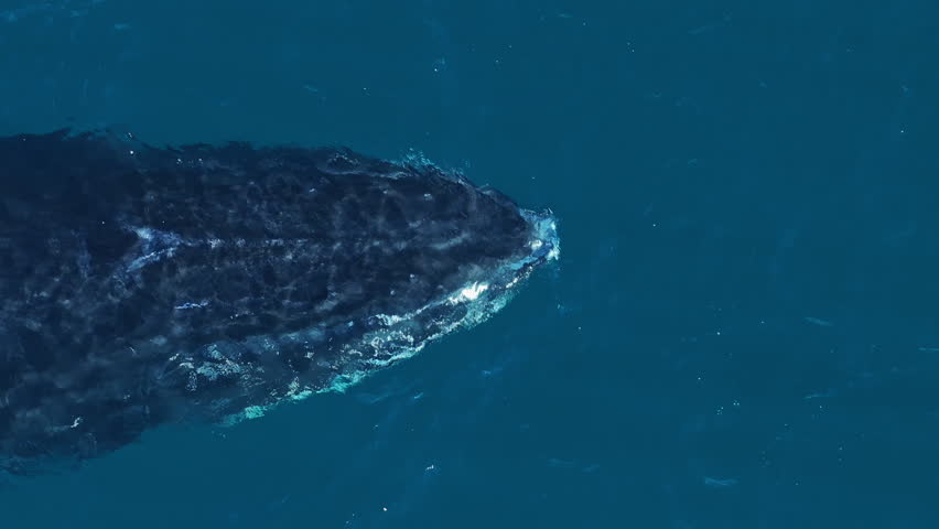 Aerial top-down on head of humpback whale spouting through two blowholes