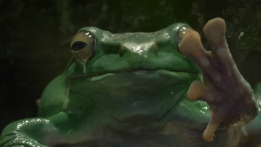 Close-up of an Australian green tree frog (Ranoidea caerulea)