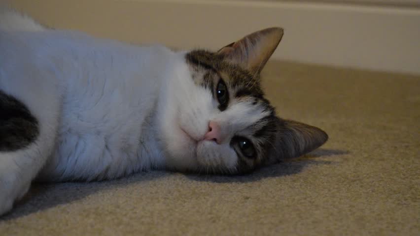 Pet cat relaxing on the floor