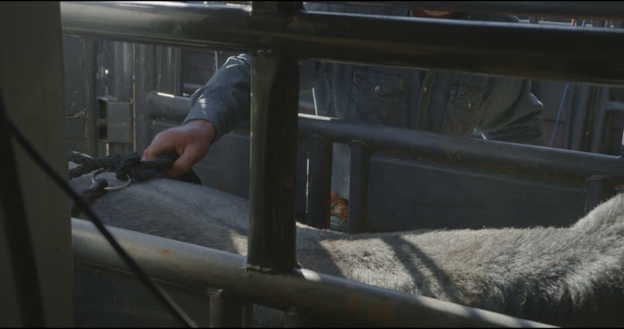 A cowboy tightens the rope on a rank bucking bull in a metal chute before a bull fight in Dallas, Texas.