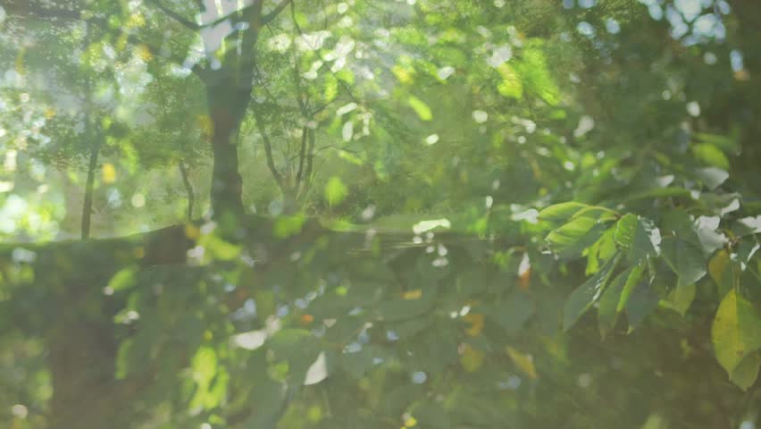 Gentle breeze stirring green foliage, camera shifting focus, revealing dappled branches and bark. Nature, foliage, sunlight, outdoor, serenity, eco, tranquility