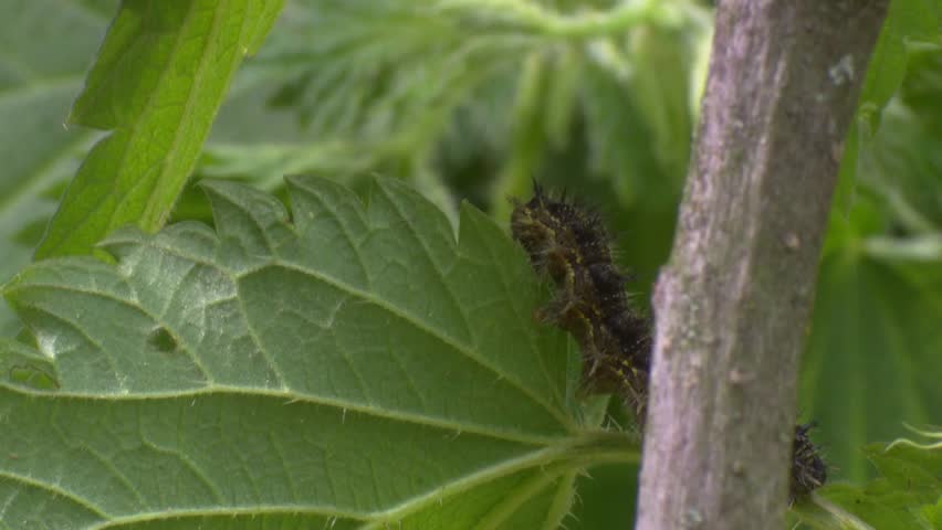 black caterpillar on green leaf in spring