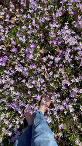 The Wild Meadow with Flowering Tulipa Saxatalis. The end of winter and the beginning of spring in Germany. Lila flowers in the green park.