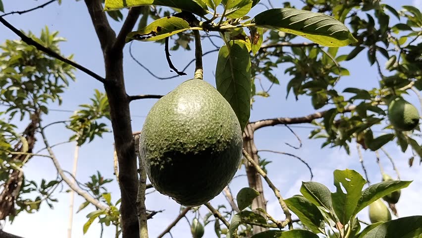 Avocado fruit on the tree (Persea americana).