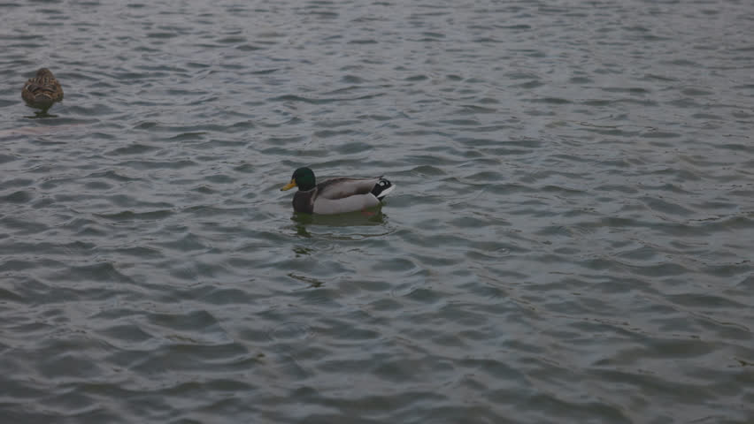 Ducks Gliding Through a Fountain near Tuileries Gardens, Paris