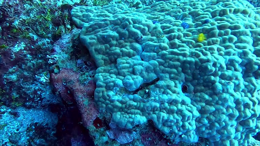 Vibrant yellow and blue Feather Duster fan Worms filtering the saltwater on coral in the crystal clear water of the Pacific Ocean and Philippines Sea, salt life, coral reef growth, color and discovery while scuba diving and snorkeling for recreation, relaxing, waves, nature, peaceful, drift, wildlife, fish, reef, arthropod,  hide, scared, surprise, 