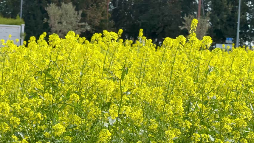 Field of yellow wild mustard flowers. A close-up shot of yellow wildflowers.