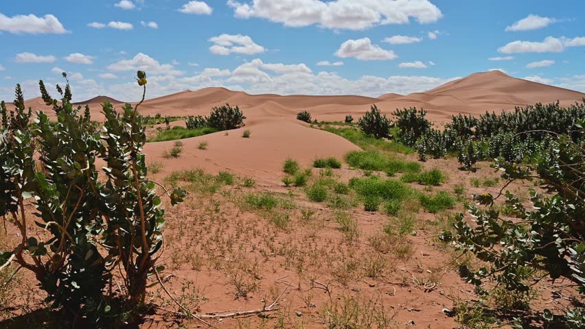 Panoramic view of the Sahara desert in Morocco with sand dunes, green plants, and a blue sky