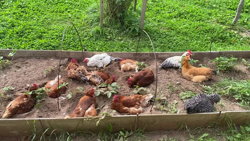 Chickens of various breeds resting and standing in raised garden bed with loose soil and green plants