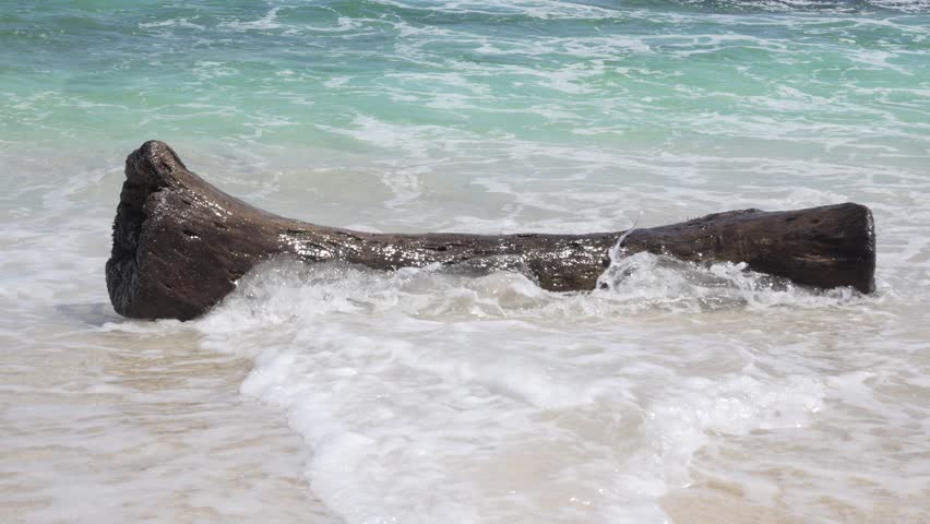 Driftwood being reclaimed by the ocean on a sandy beach tropical destination