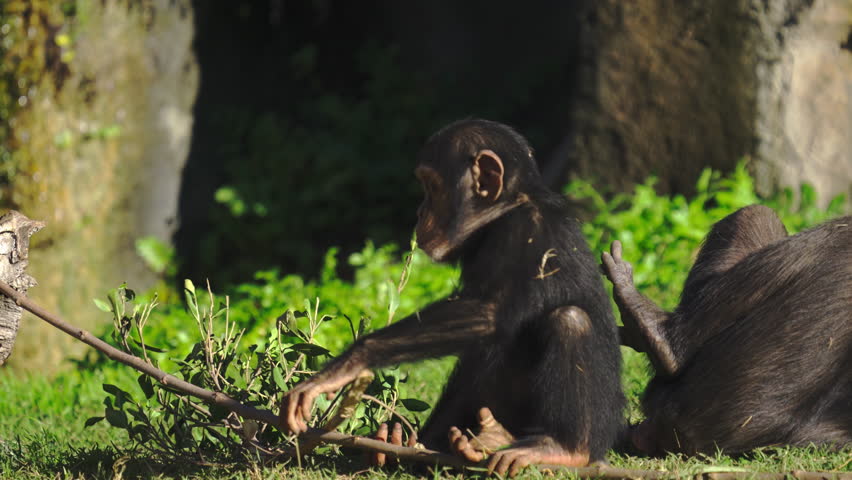 Baby chimpanzee chews on a leafy branch and explores a sunny natural habitat while its mother rests in the background.