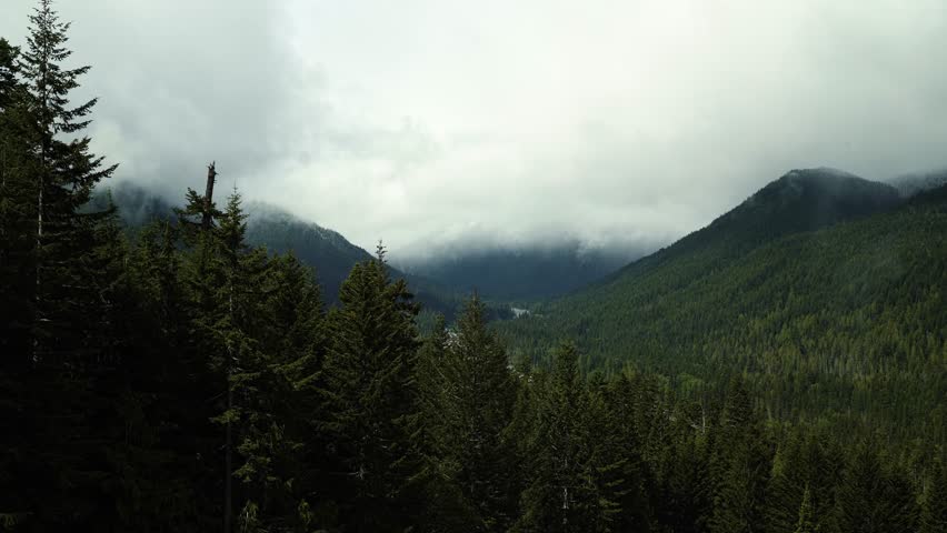 Beautiful tranquil landscape view of a large pine tree forest and large snowy clouds in the Mt Rainier National Forest in Washington, USA during a cold summer day