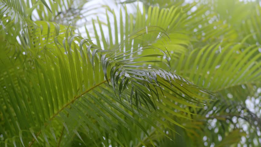 Water drops falling on palm leaves, raindrops on leaflets, gray sky background