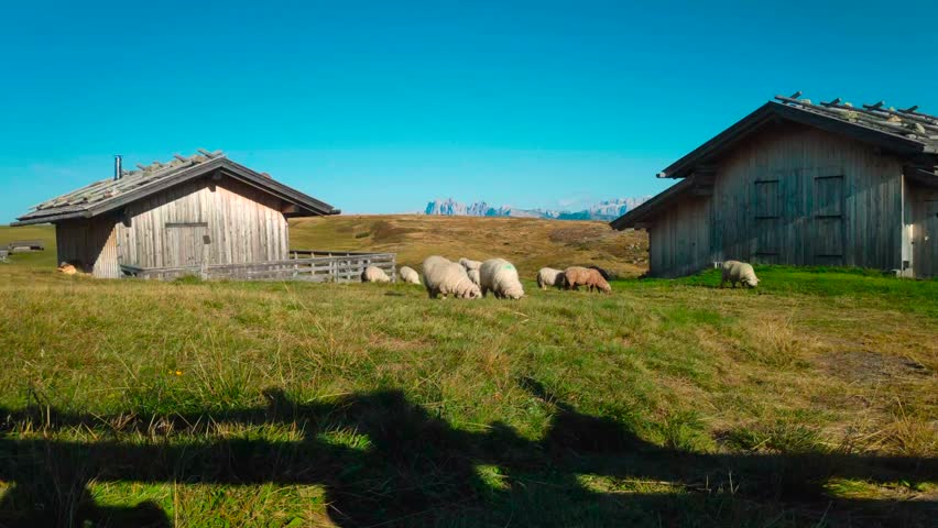 Sheep in front of two huts in the middle of the mountains in the Italian alps.